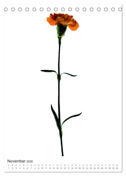 Produktbild: Blumen pur (Tischkalender 2026 DIN A5 hoch), CALVENDO Monatskalender