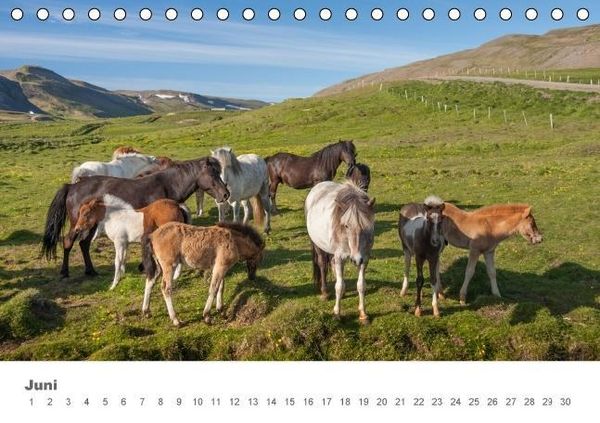 Produktbild: Islandpferde: Gef&auml;hrten der Wikinger (Tischkalender immerw&auml;hrend DIN A5 quer)