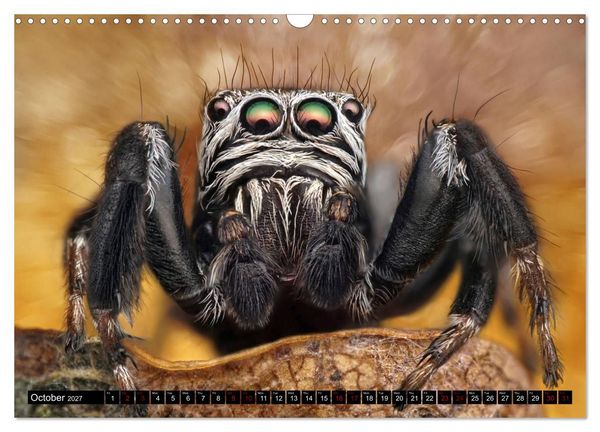 Produktbild: Jumping Spiders (Wall Calendar 2027 DIN A3 landscape), CALVENDO 12 Month Wall Calendar