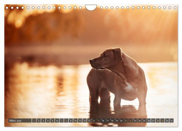 Produktbild: bunte Tierfotografie an Land und im Wasser (Wandkalender 2026 DIN A4 quer), CALVENDO Monatskalender