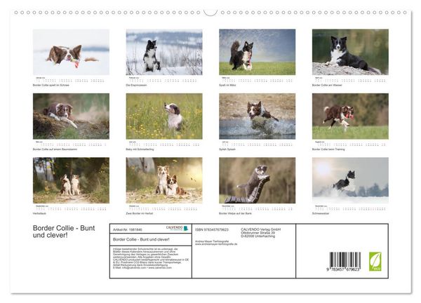 Produktbild: Border Collie - Bunt und clever! (hochwertiger Premium Wandkalender 2026 DIN A2 quer), Kunstdruck in Hochglanz