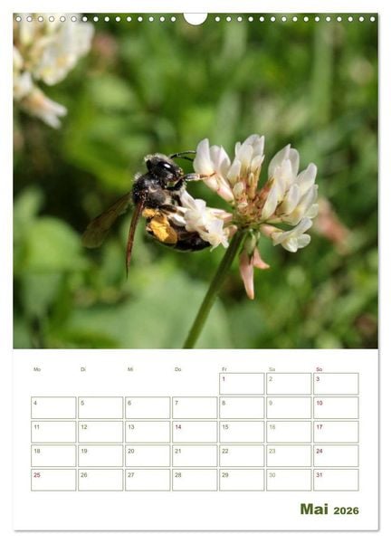 Produktbild: Wildbienen-Terminplaner 2026 (Wandkalender 2026 DIN A3 hoch), CALVENDO Monatskalender