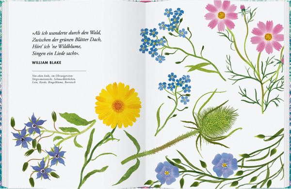 Produktbild: Wildblumen pflanzen