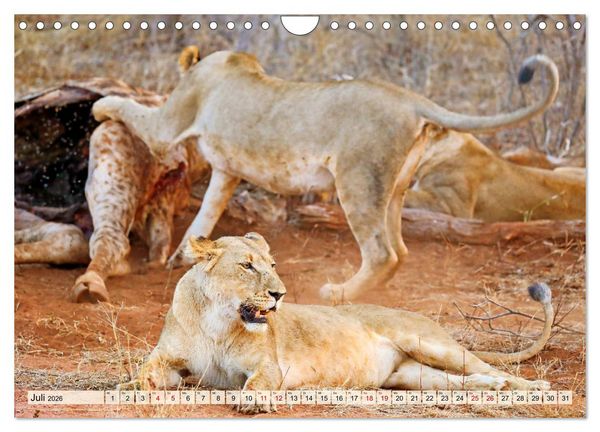 Produktbild: Afrikas L&ouml;wen 2026 (Wandkalender 2026 DIN A4 quer), CALVENDO Monatskalender