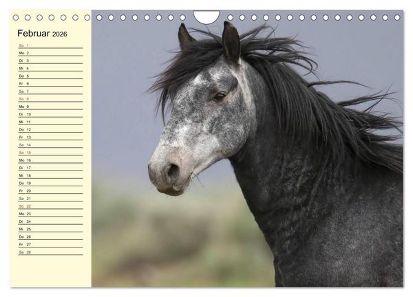 Produktbild: Wilde Pferde. Mustangs in USA (Wandkalender 2026 DIN A4 quer), CALVENDO Monatskalender