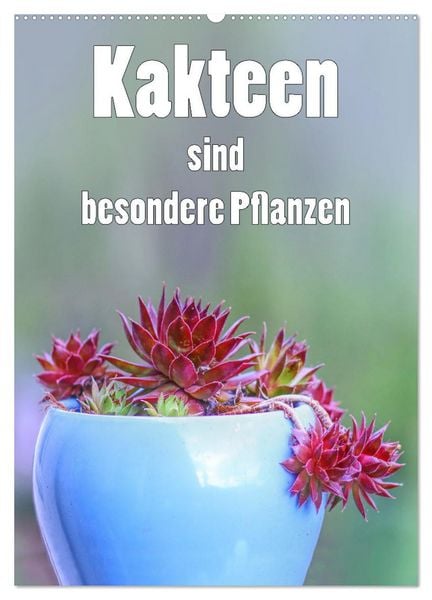 Kakteen sind besondere Pflanzen (Wandkalender 2026 DIN A2 hoch), CALVENDO Monatskalender
