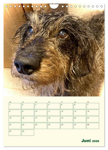 Produktbild: Schorschi &ndash; Ein Jahr mit dem bayrischen Rauhhaardackel (Wandkalender 2026 DIN A4 hoch), CALVENDO Monatskalender