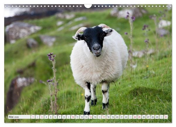 Produktbild: Traumreisen Schottland (Wandkalender 2026 DIN A3 quer), CALVENDO Monatskalender