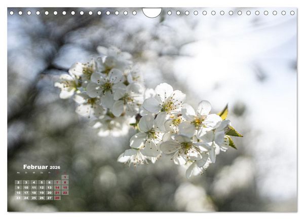 Produktbild: Fr&uuml;hlingstr&auml;ume in Wei&szlig; (Wandkalender 2026 DIN A4 quer), CALVENDO Monatskalender