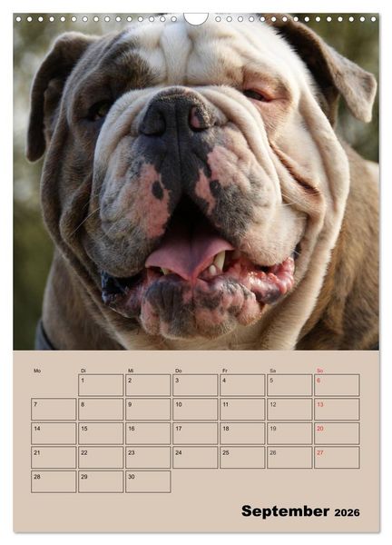 Produktbild: Bulldoggen-Gesichter (Wandkalender 2026 DIN A3 hoch), CALVENDO Monatskalender