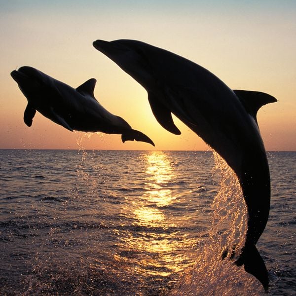 Produktbild: Dolphins/Delfine 2024