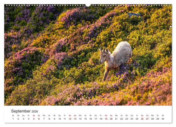 Produktbild: Steinbock - K&ouml;nig der Alpen (hochwertiger Premium Wandkalender 2026 DIN A2 quer), Kunstdruck in Hochglanz