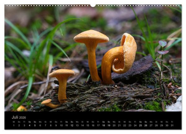 Produktbild: PILZE IM FOKUS 2026 (Wandkalender 2026 DIN A2 quer), CALVENDO Monatskalender