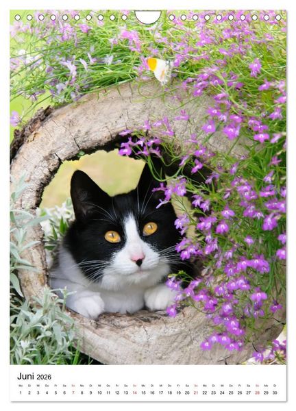 Produktbild: COUNTRY CATS (Wandkalender 2026 DIN A4 hoch), CALVENDO Monatskalender