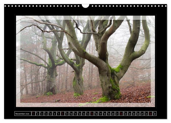 Produktbild: Zauberwald HALLOH (Wandkalender 2026 DIN A3 quer), CALVENDO Monatskalender