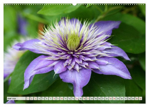 Produktbild: Plaisir des fleurs (Calendrier mural 2026 DIN A2 vertical) calendrier de bureau