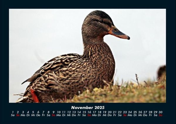 Produktbild: Enten 2025 Fotokalender DIN A4