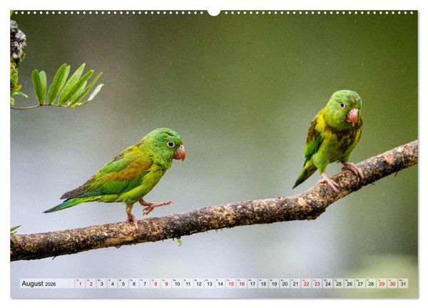 Produktbild: Phantastische Vogelwelt Costa Rica (Wandkalender 2026 DIN A2 quer), CALVENDO Monatskalender