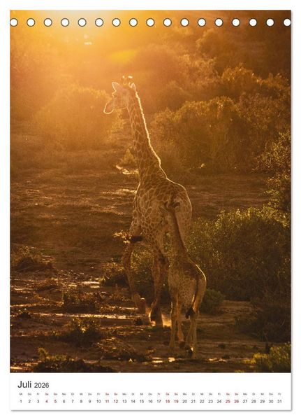 Produktbild: Giraffe - Bemerkenswerte Tiere. (Tischkalender 2026 DIN A5 hoch), CALVENDO Monatskalender