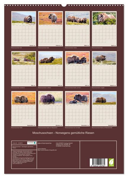 Produktbild: Moschusochsen - Norwegens gem&uuml;tliche Riesen (hochwertiger Premium Wandkalender 2026 DIN A2 hoch), Kunstdruck in Hochglanz