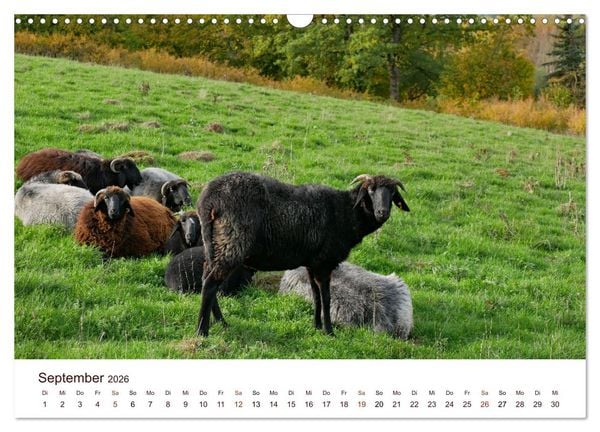 Produktbild: Sch&ouml;ne Schafe (Wandkalender 2026 DIN A3 quer), CALVENDO Monatskalender