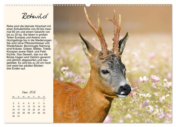 Produktbild: Majest&auml;tische Horntr&auml;ger (Wandkalender 2026 DIN A2 quer), CALVENDO Monatskalender