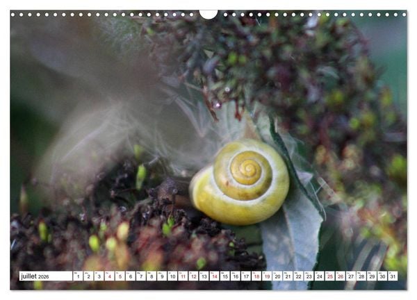 Produktbild: Admirons les escargots (Calendrier mural 2026 DIN A3 vertical), CALVENDO calendrier mensuel