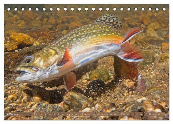Produktbild: Fische in Teichen und Fl&uuml;ssen (Tischkalender 2026 DIN A5 quer), CALVENDO Monatskalender