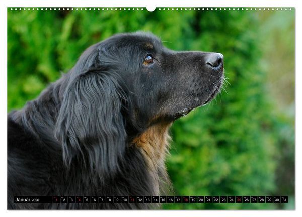 Produktbild: Mein bester Freund - Der Hovawart (Wandkalender 2026 DIN A2 quer), CALVENDO Monatskalender