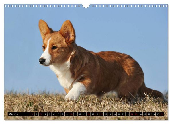Produktbild: Welsh Corgi - Kobold auf 4 Pfoten (Wandkalender 2026 DIN A3 quer), CALVENDO Monatskalender