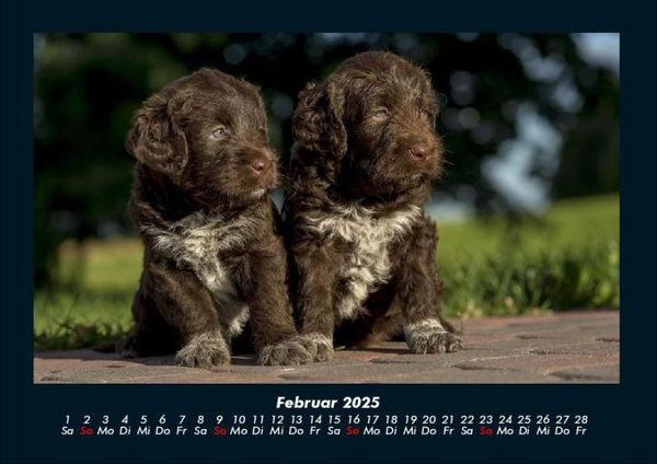 Produktbild: Welpen 2025 Fotokalender DIN A4