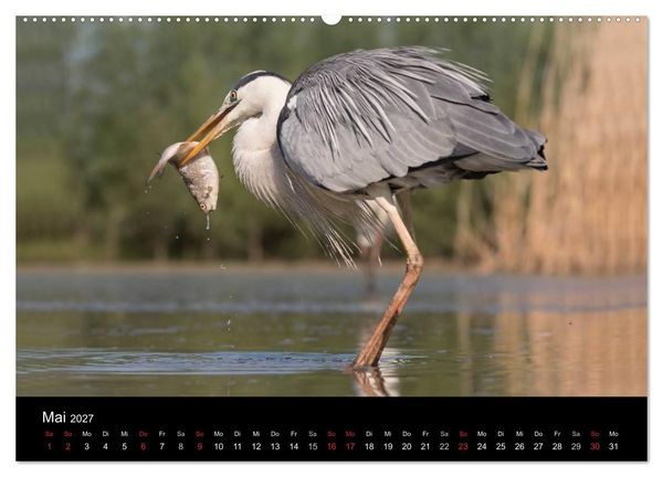 Produktbild: Reiher - Der Tanz auf dem Wasser (Wandkalender 2027 DIN A2 quer), CALVENDO Monatskalender