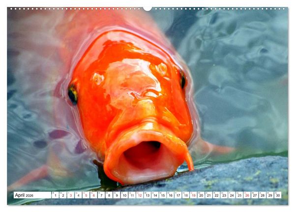Produktbild: Koi Karpfen. Blickfang und Gl&uuml;cksbringer (hochwertiger Premium Wandkalender 2026 DIN A2 quer), Kunstdruck in Hochglanz