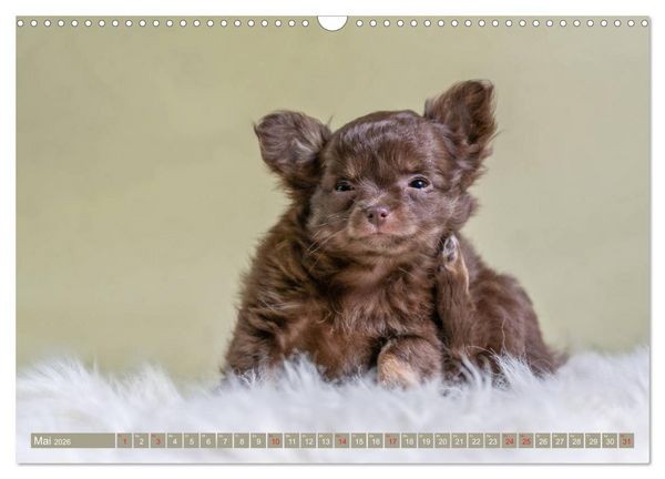 Produktbild: Chihuahua-Babys - Amy und Angel im Studio (Wandkalender 2026 DIN A3 quer), CALVENDO Monatskalender