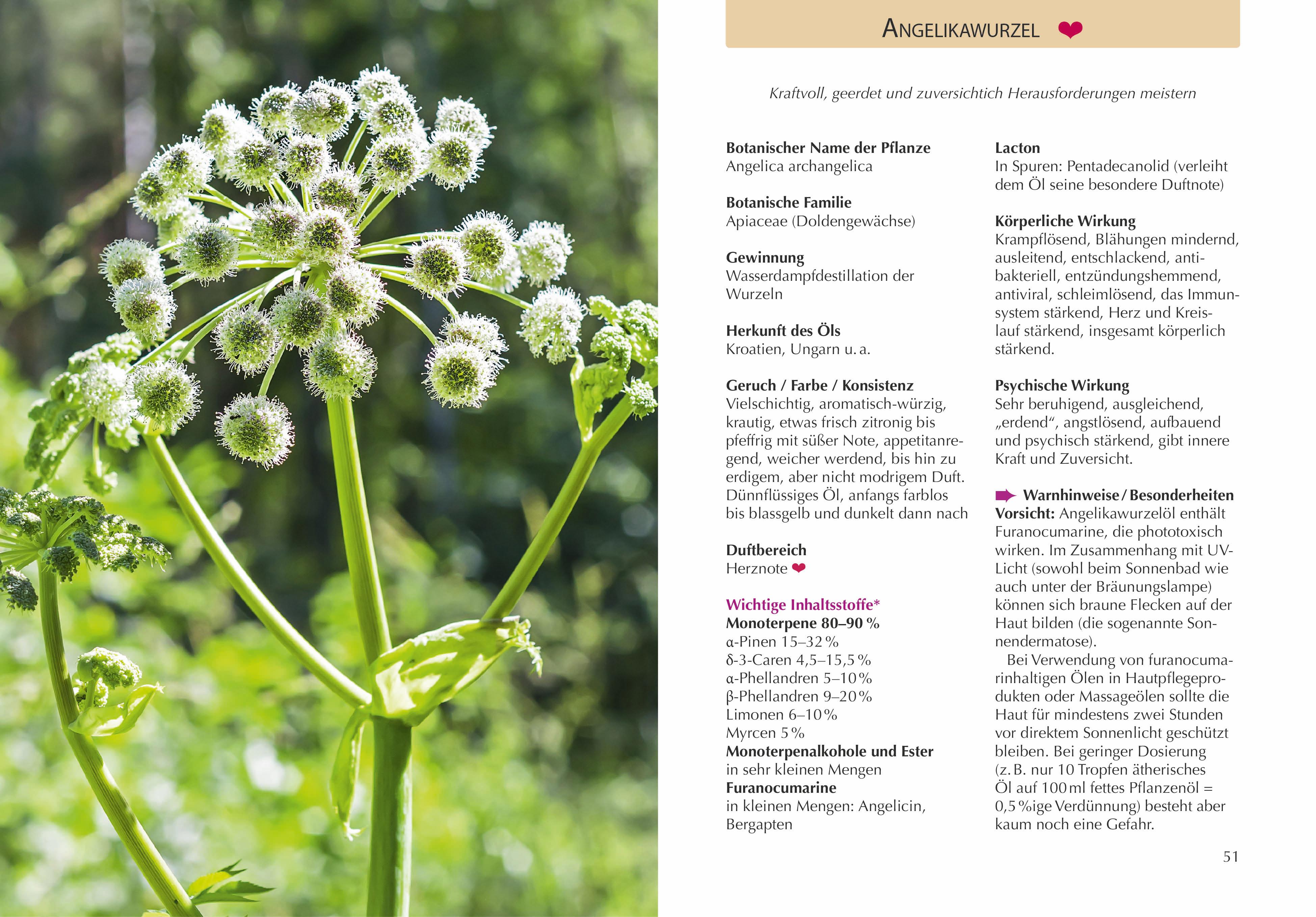 Produktbild: Handbuch &Auml;therische &Ouml;le