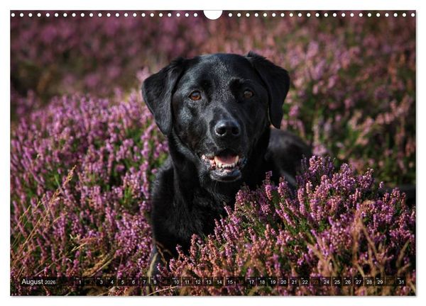 Produktbild: Labrador Retriever - Jagdhund mit Charme (Wandkalender 2026 DIN A3 quer), CALVENDO Monatskalender
