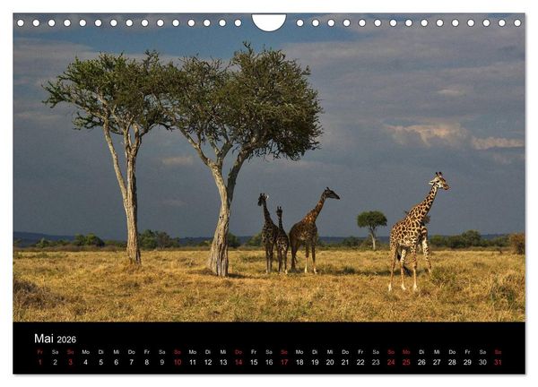 Produktbild: GIRAFFEN - Liebliche Riesen der afrikanischen Savanne (Wandkalender 2026 DIN A4 quer), CALVENDO Monatskalender