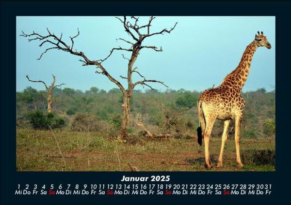 Produktbild: Giraffen 2025 Fotokalender DIN A5