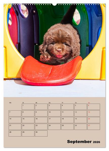 Produktbild: Familienplaner Neufundl&auml;nder Welpen (Wandkalender 2026 DIN A2 hoch), CALVENDO Monatskalender