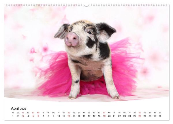 Produktbild: Niedliche Ferkel lovely piglets 2026 (hochwertiger Premium Wandkalender 2026 DIN A2 quer), Kunstdruck in Hochglanz