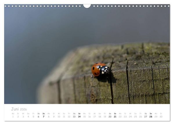 Produktbild: Marienk&auml;fer - kleine Gl&uuml;cksmomente (Wandkalender 2026 DIN A3 quer), CALVENDO Monatskalender