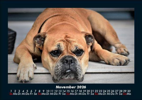 Produktbild: Hundezauber 2026 Fotokalender DIN A5