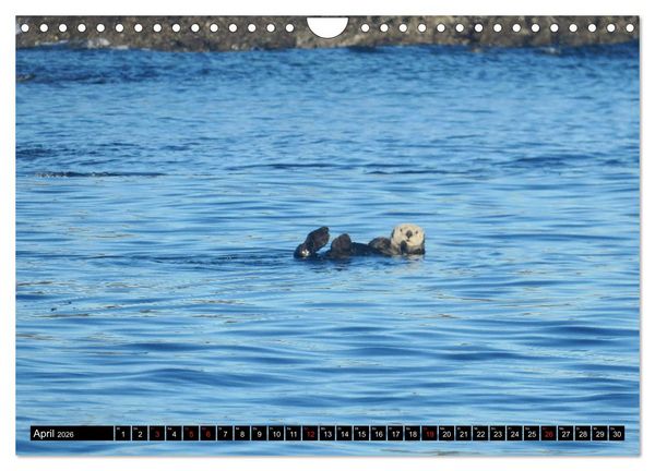 Produktbild: Vancouver - Vancouver Island - Seattle (Wandkalender 2026 DIN A4 quer), CALVENDO Monatskalender