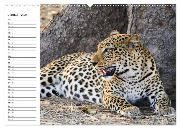 Produktbild: Leoparden. Elegante J&auml;ger (Wandkalender 2026 DIN A2 quer), CALVENDO Monatskalender