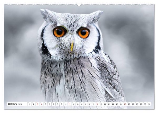 Produktbild: Erfolgreiche J&auml;ger (hochwertiger Premium Wandkalender 2026 DIN A2 quer), Kunstdruck in Hochglanz
