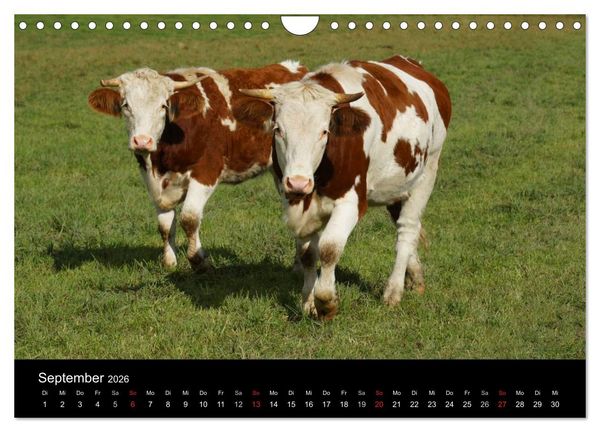 Produktbild: Die Welt der K&uuml;he (Wandkalender 2026 DIN A4 quer), CALVENDO Monatskalender