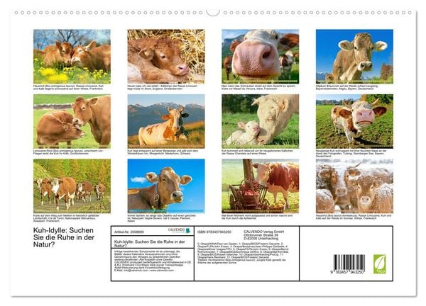 Produktbild: Kuh-Idylle: Suchen Sie die Ruhe in der Natur? (hochwertiger Premium Wandkalender 2026 DIN A2 quer), Kunstdruck in Hochglanz