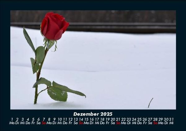 Produktbild: Rosentraum 2025 Fotokalender DIN A5
