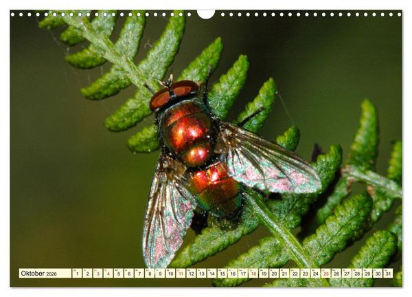 Produktbild: Farbenpracht der Insekten (Wandkalender 2026 DIN A3 quer), CALVENDO Monatskalender