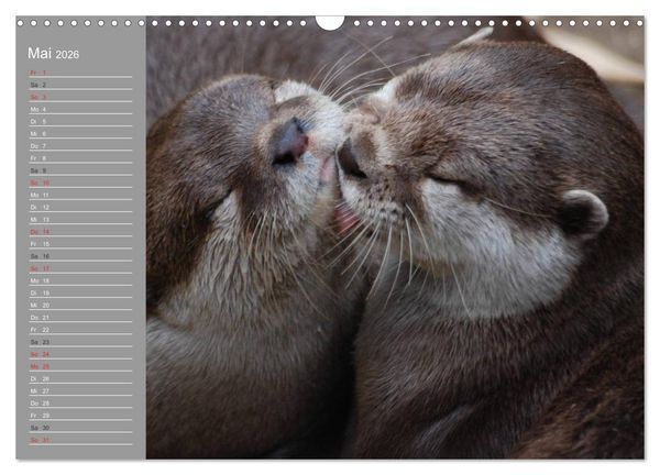 Produktbild: Otter. Frech, laut und clever (Wandkalender 2026 DIN A3 quer), CALVENDO Monatskalender